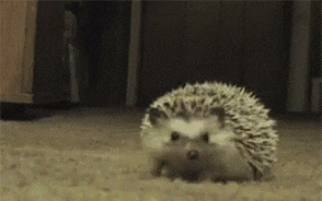 hedgehog-shy.gif