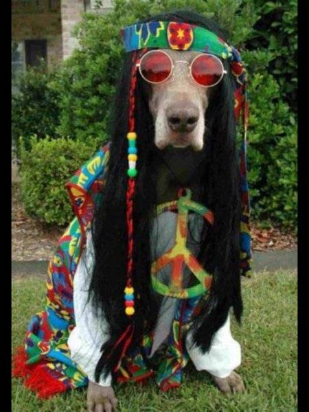 Hippy Dog.jpg