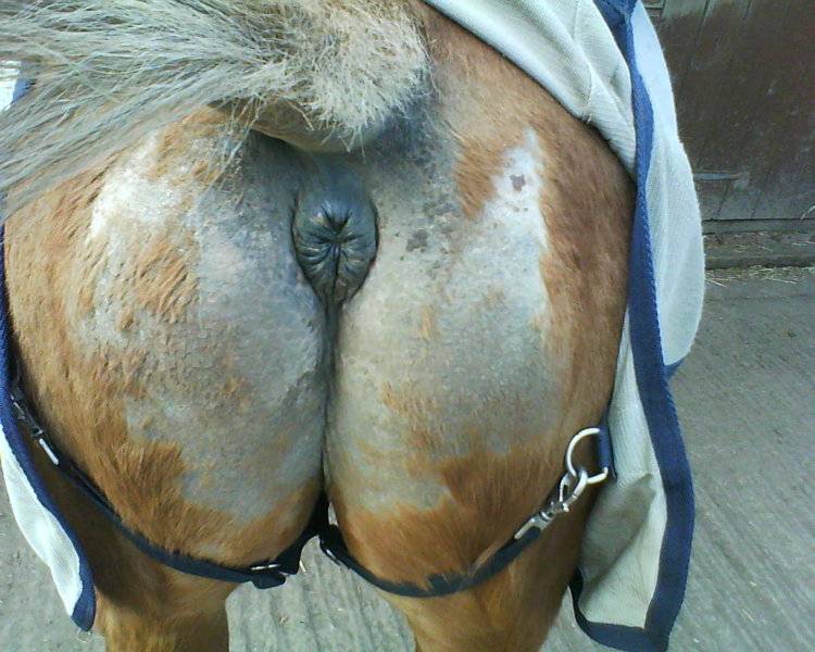 HORSES ***.jpg