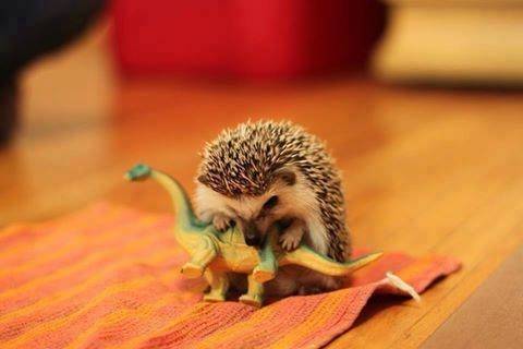 how-the-dinosaurs-really-died-141745.jpg