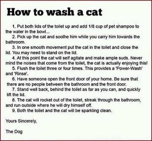 how-to-wash-a-cat.jpg