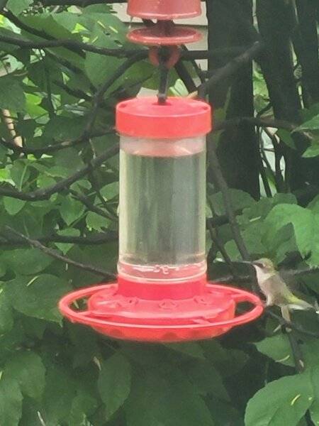 hummingbird 6.jpg