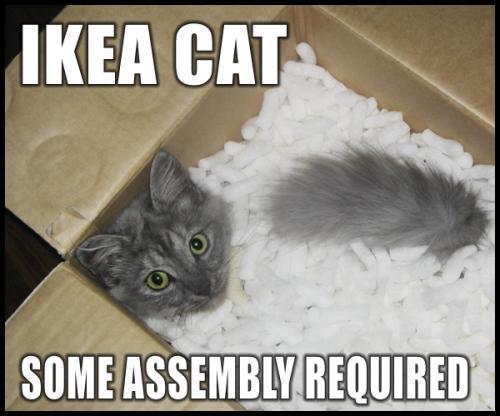 Ikea cat.jpg