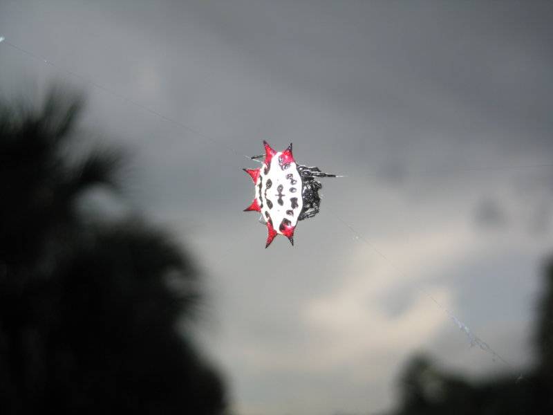 IMG_1176 Crab Spider.JPG