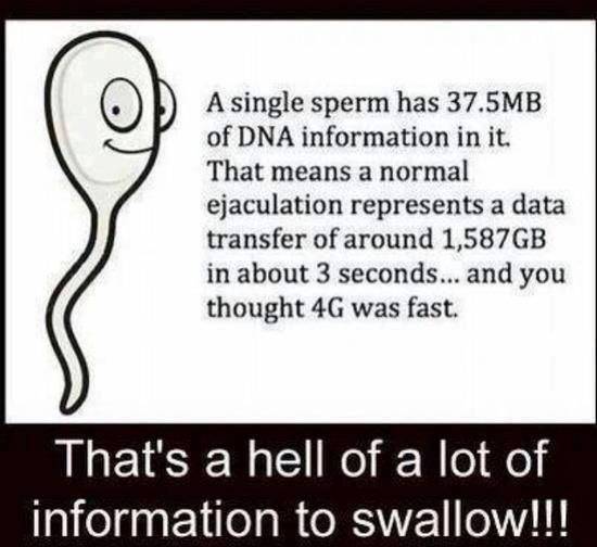 Info Swallow.jpg