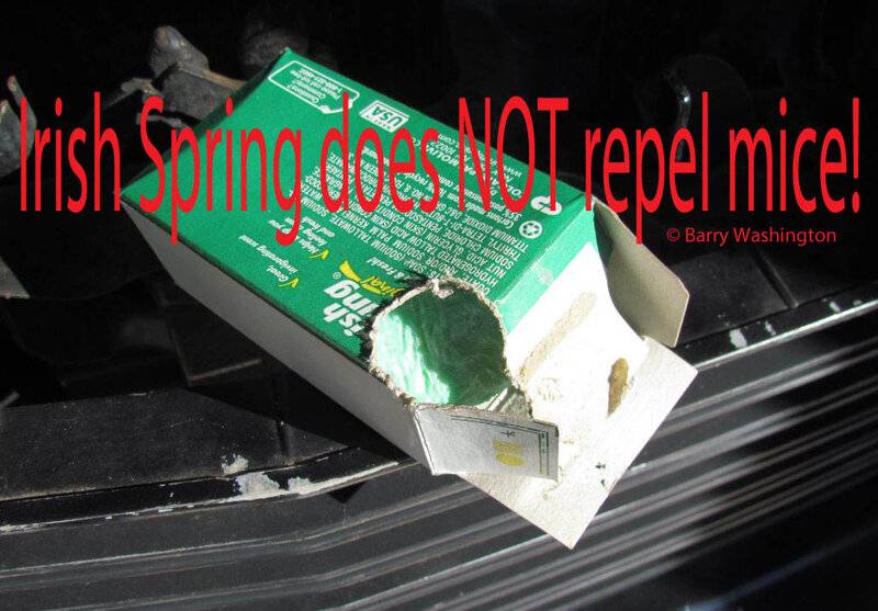 irish spring does not repel mice w.jpg