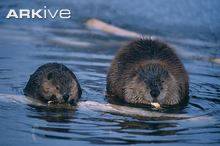 Juvenile-and-adult-beaver-feeding-on-bark.jpg