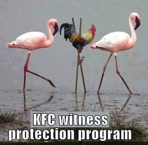 KFC Witness Protection Program.jpg