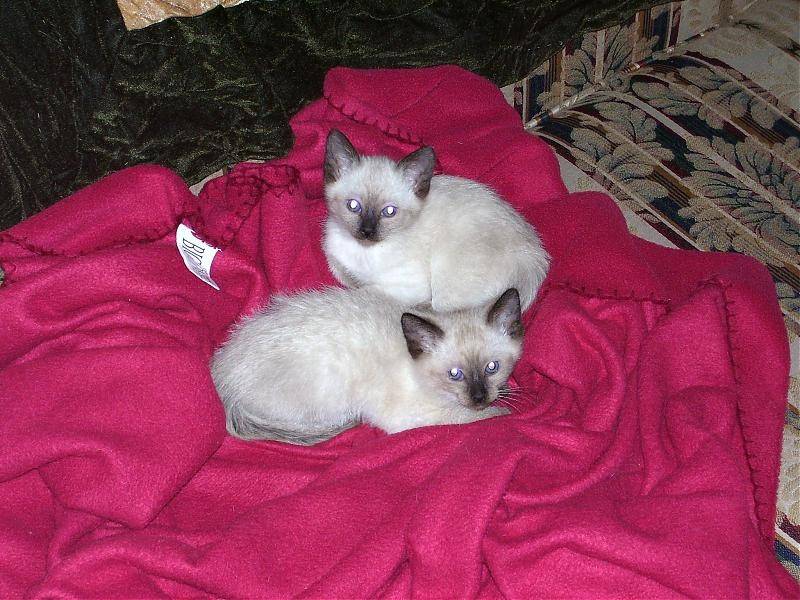 Kittens,4-21-2008 022.jpg