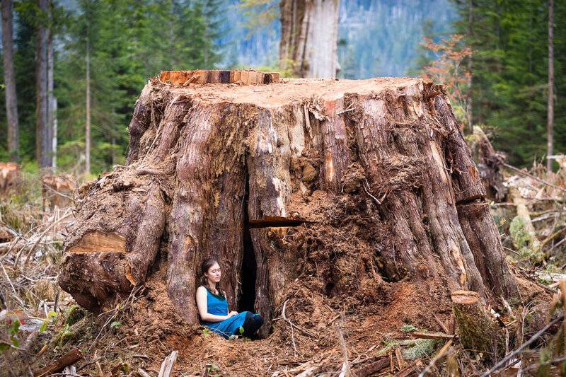 klanawa-valley-record-size-cedar-stump.jpg