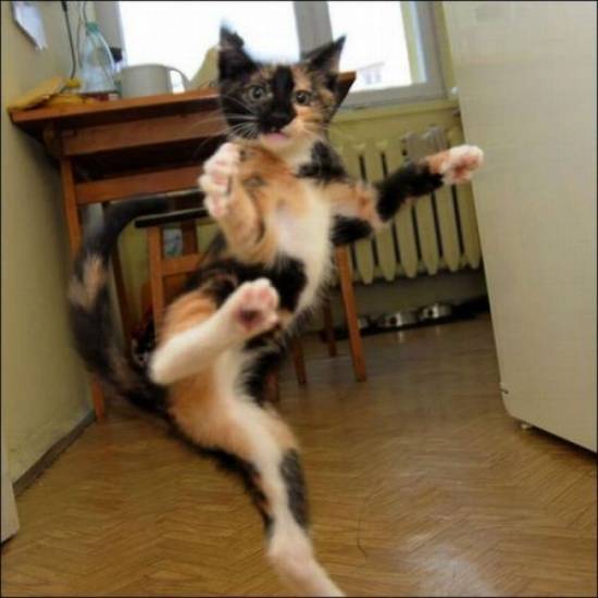 Kung Fu Cat.jpg
