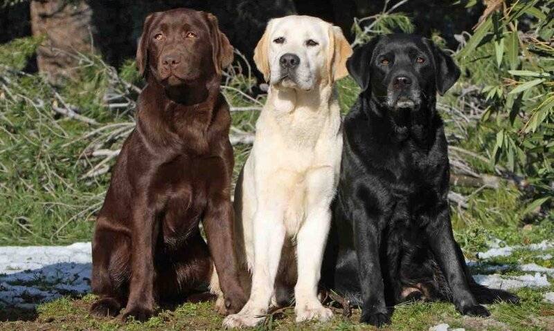 Labrador-Retriever-dog-breed-e1592465496551 (Small).jpg