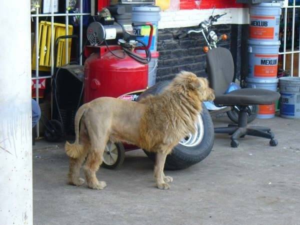 Lion Dog.jpg