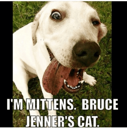 lmmittens-bruce-jenners-cat-19417793-png.png