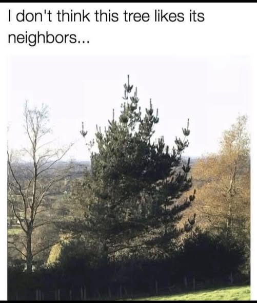 MAD TREE.jpg