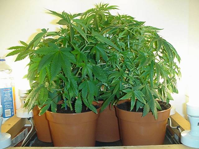 marijuana_plants.jpg