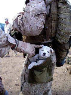Marines Puppy.jpg