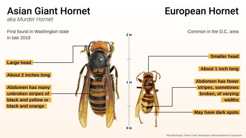 murder-hornets-01.jpg