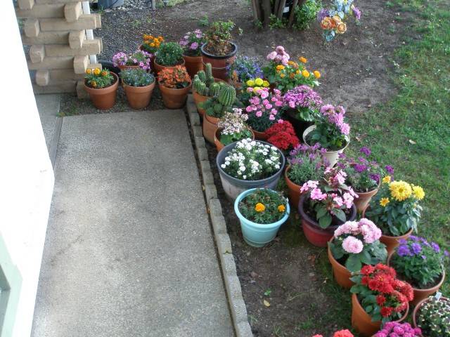 My Flowers April 2024 005 (Small).JPG