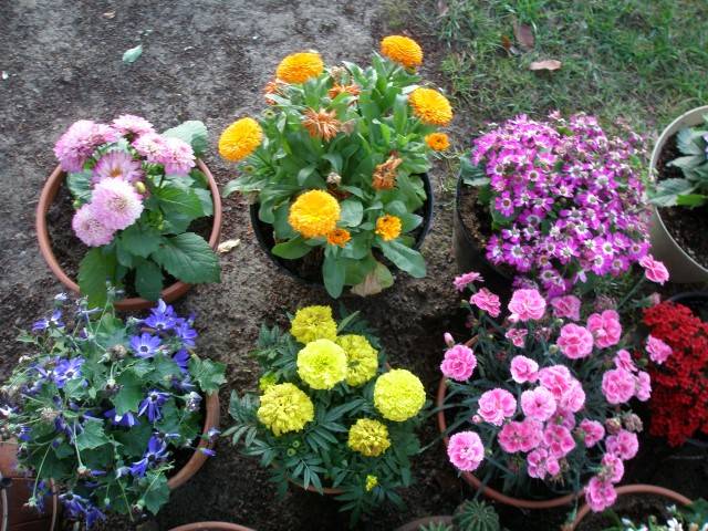My Flowers April 2024 026 (Small).JPG