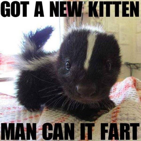 new-kitten-fart.jpg
