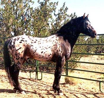 Nez-Perce-Appaloosa-Horse.jpg