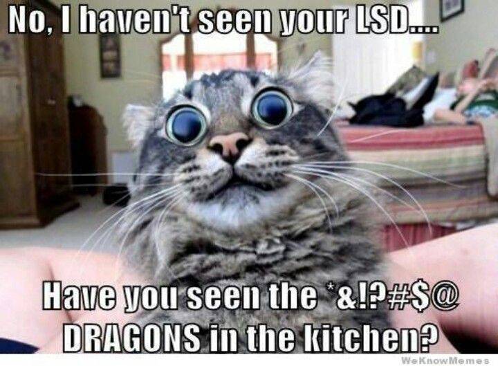 no-i-havent-seen-your-lsd-have-you-seen-the-dragons-in-the-kitchen-funny-cat-memes.jpg