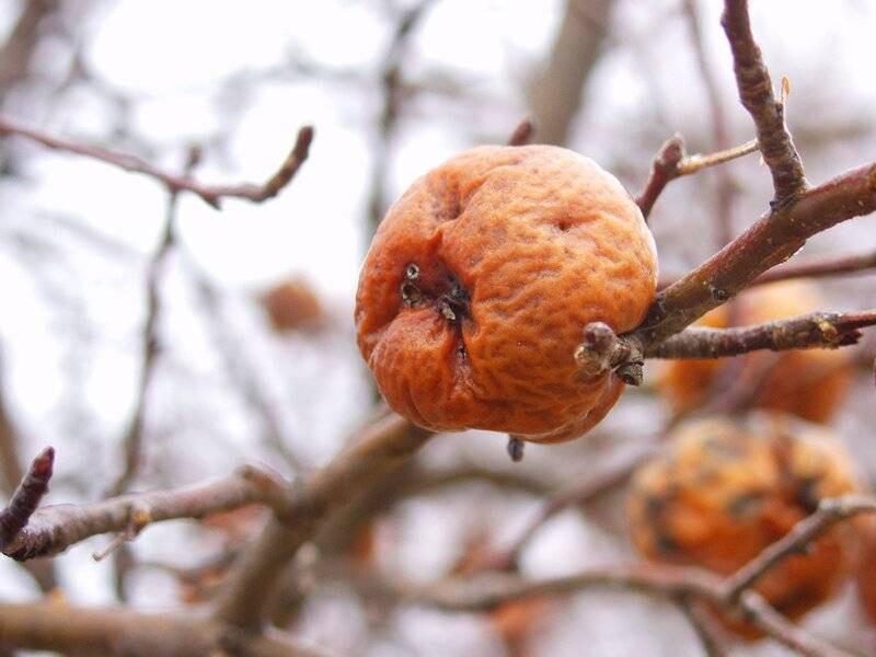 old-orange-tree-1500958.jpg