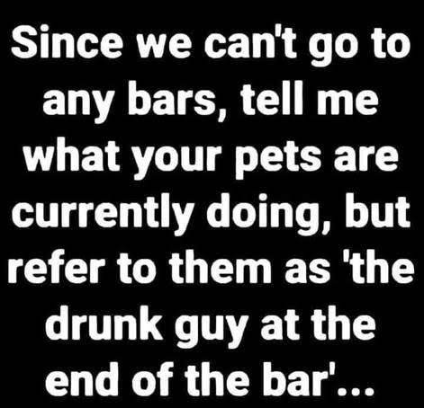 pets in bars.jpg