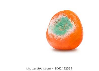 photo-rotten-moldy-orange-tangerine-260nw-1062452357.jpg