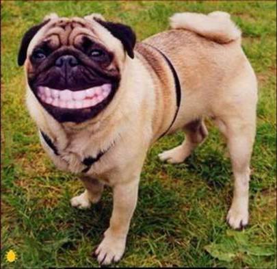Puppy Smile.jpg