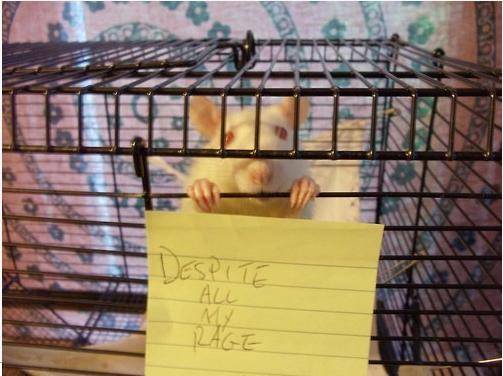 Rat in a cage.jpg