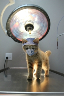 ready-for-your-cat-scan-148491.jpg
