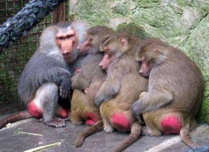 red-***-monkeys41.jpg