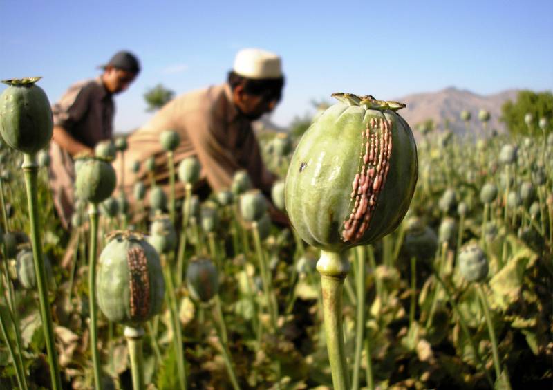 resin-opium-poppies-field-Afghanistan-2008.jpg