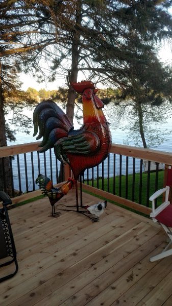 Rooster.jpg