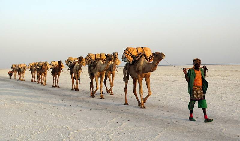 Salt_transport_by_a_camel_train_on_Lake_Assale_%28Karum%29_in_Ethiopia.jpg