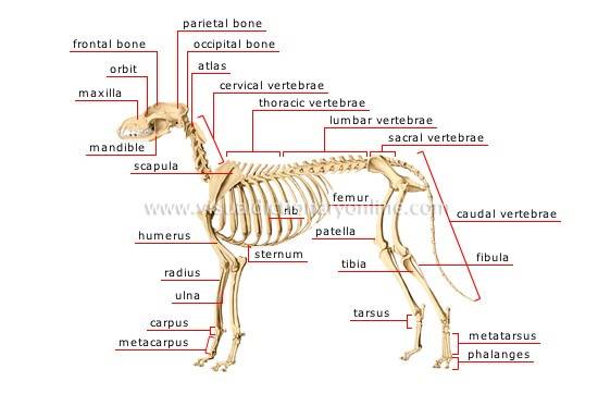 skeleton-dog.jpg