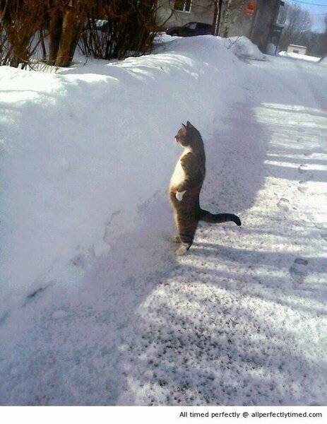 Snow-has-the-cat-wondering.jpg
