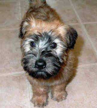 soft-coated-wheaten-terrier-0005.jpg