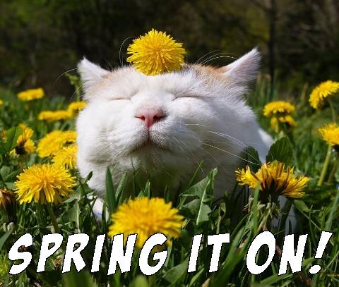 spring-it-on-cat-meme.jpg