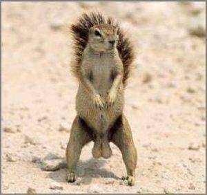 squirrel-nuts-1-300x282.jpg