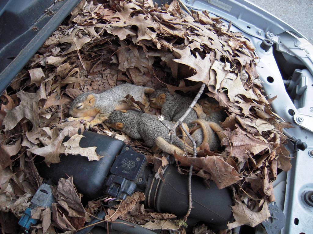 squirrel_nest_in_car.jpg