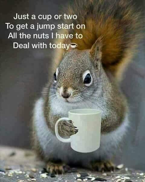 squirrelcoffee.jpg