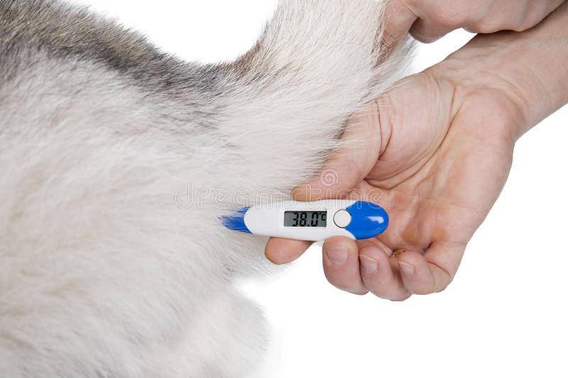 temperature-measurement-dogs-dog-rectal-thermometer-69994385.jpg