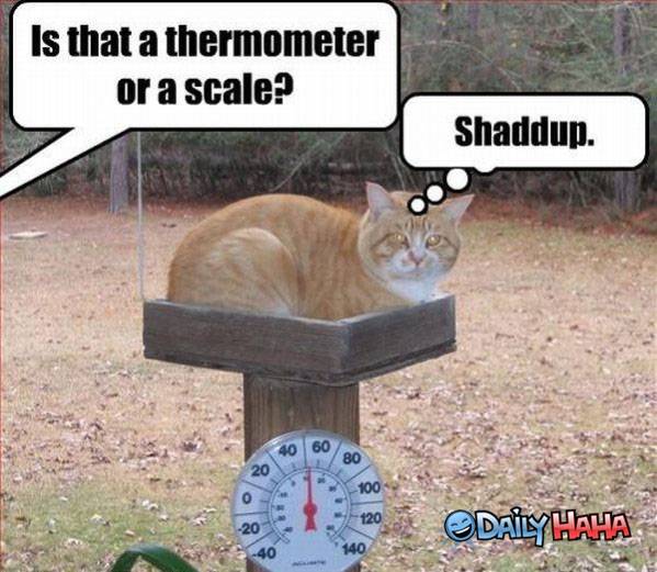 thermometer-or-scale.jpg