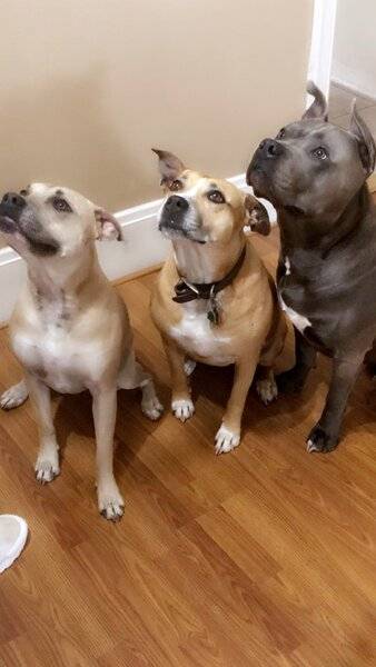 three dogs.jpg