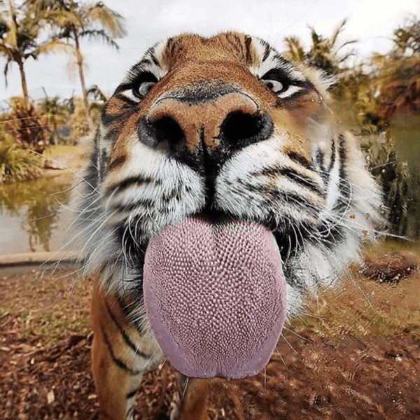tigers-tongue1-.png
