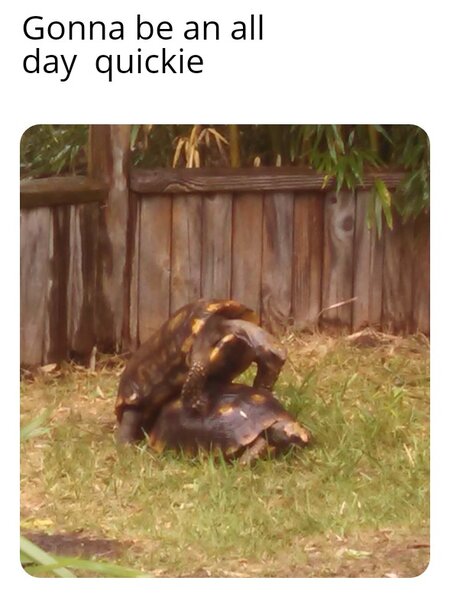 turtle sex.jpg