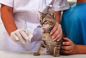 vaccinazione_gatti1.jpg